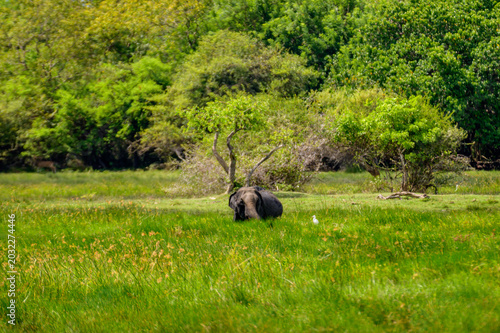 Photography Wild animals