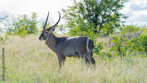 Portrait of a bull waterbuck in the bush, Kruger National Park, South Africa
