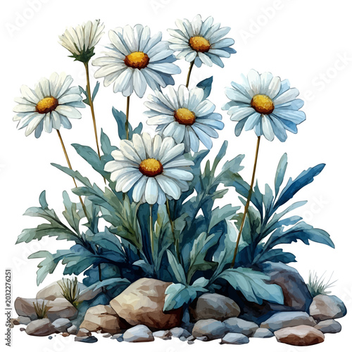 Canvas Print Oxeye Daisy Flower, detailed watercolor painting, isolated on a white background