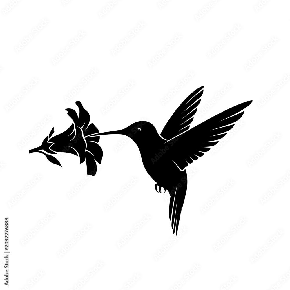 Fototapeta premium Black hummingbird in mid-flight with wings spread against white background