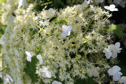 Kletterhortensie