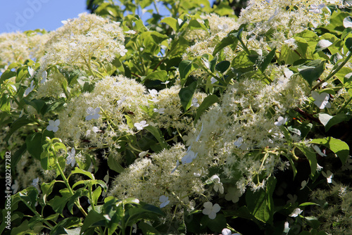 Kletterhortensie