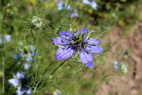 Jungfer im Grünen