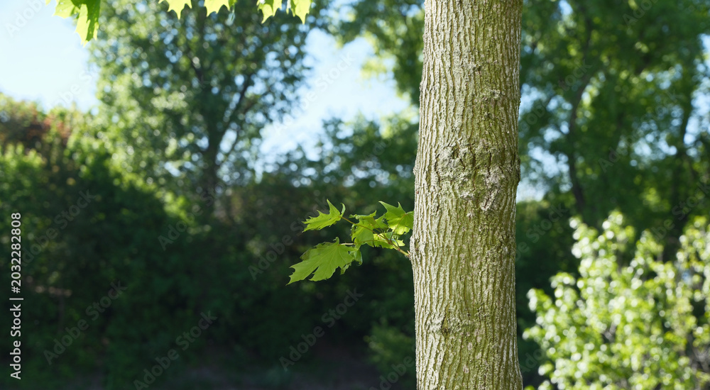Fototapeta premium Close-up of a tree trunk with smooth bark