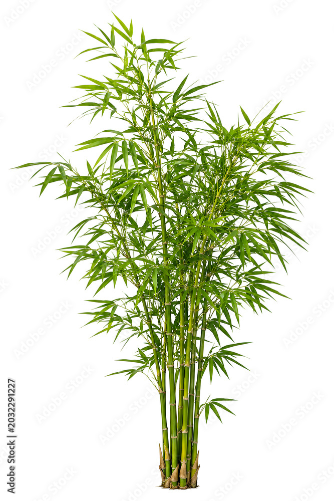 Fototapeta premium Bamboo Plant
