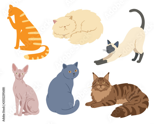 Various cat breeds illustrated different poses playful, relaxed, attentive. Orange tabby licking paw grooming, fluffy cream cat sleeping curled, Siamese stretching. Blue British Shorthair, Sphynx