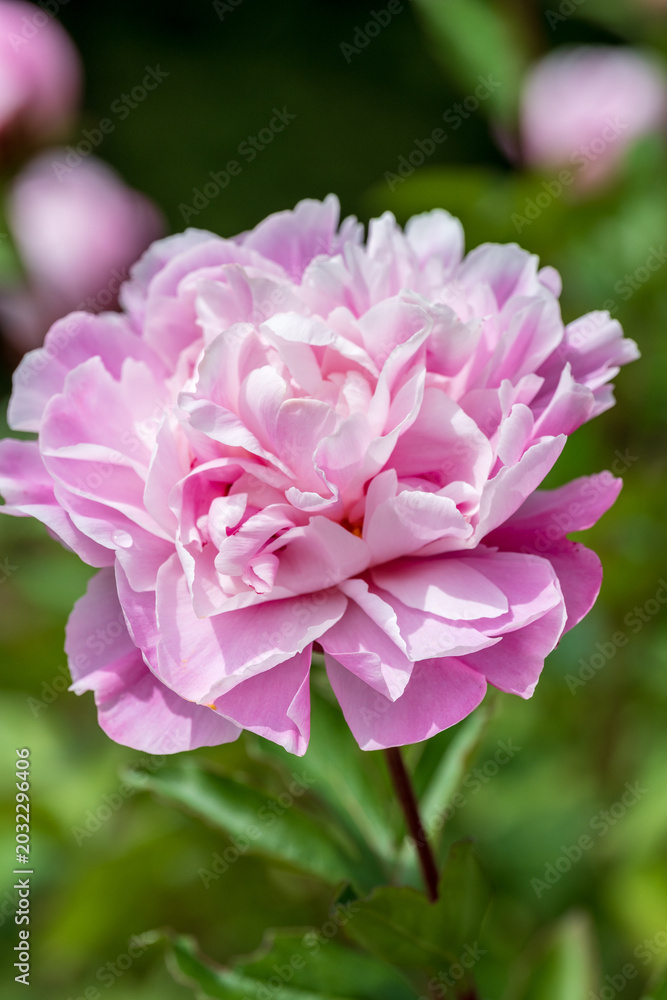 Obraz premium 初夏に咲く華やかな芍薬