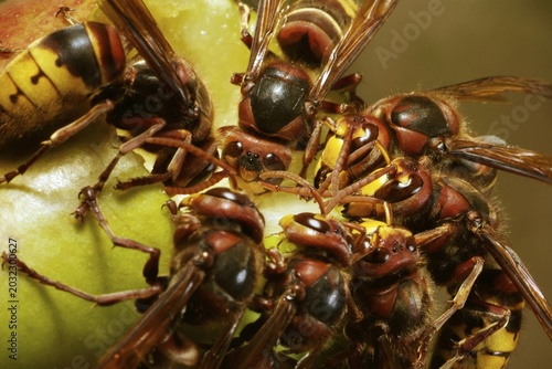 European Hornets (Vespa crabro) feeding on fallen fruit