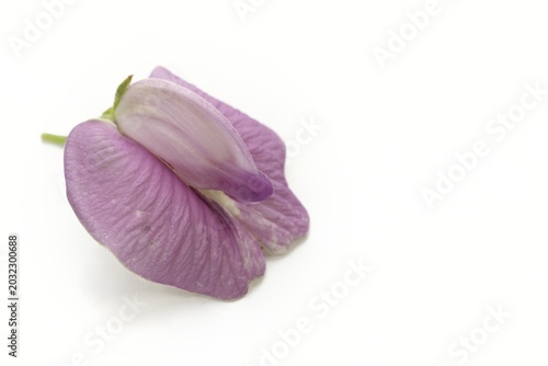Foto Spur butterfly pea flower isolated on a clean white background