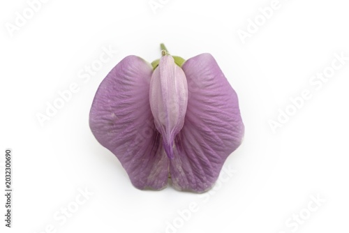 Bild auf Leinwand Symmetrical top view of purple butterfly pea flower on white background