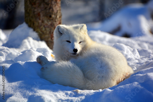 Foto In winter arctic fox (Vulpes lagopus), also known as the white, polar or snow fo