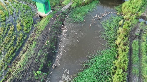 Aerial View Of Ducks Swimming In A Pond Surrounded By Lush Green Vegetation And Small Structures