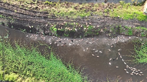 Aerial View Of Ducks Swimming In Muddy Water With Greenery And Dry Leaves