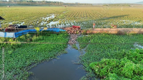 Aerial View Of Duck Herd In A Lush Green Rice Paddy Field On A Sunny Day