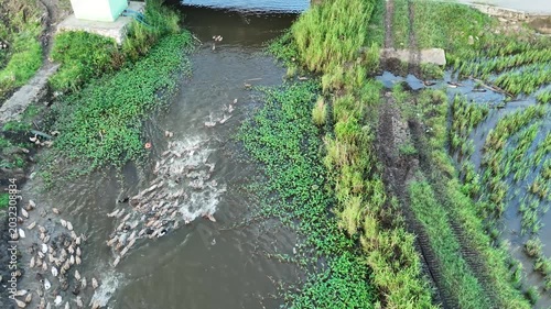 Aerial View Of Flock Of Ducks Swimming In Murky Water Surrounded By Lush Green Vegetation And Trees