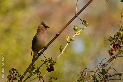 Colorful Cedar Waxwing bird sits perched on a branch