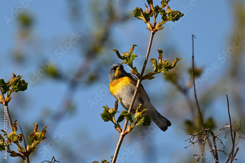 Colorful Northern Parula Warbler perched on a branch in the forest