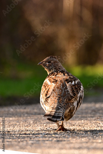 Close up of a Ruffed Grouse walking along the edge of a forest