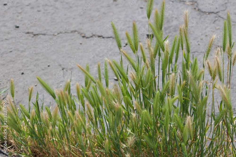 Obraz premium Wild green tall grass weeds