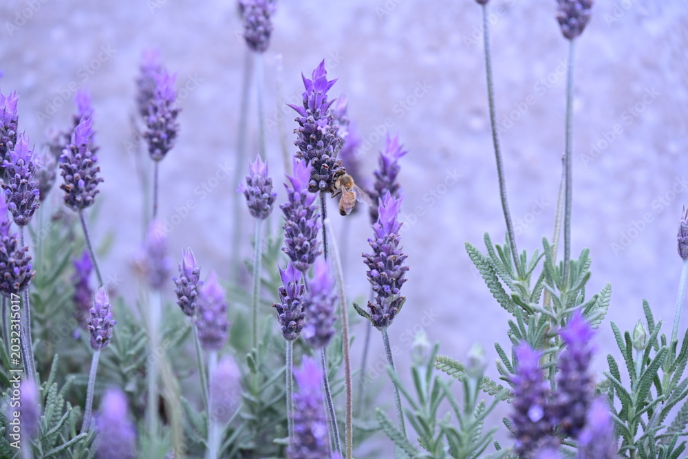 Obraz premium purple lavender flowers and an insect, insect, bee, pollination,
