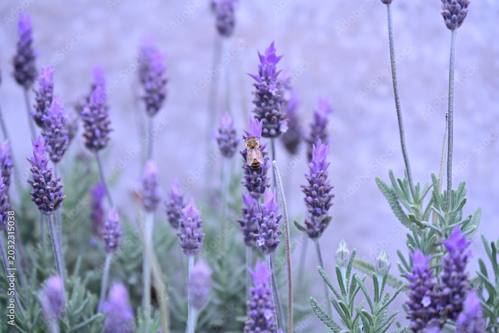 Obraz premium purple lavender flowers and an insect, insect, bee, pollination,