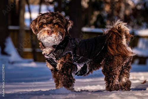 An adorable Havanese dog with snow all over its snout.