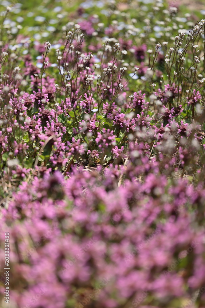 Fototapeta premium 群生する野草の花が創り出す春の彩
