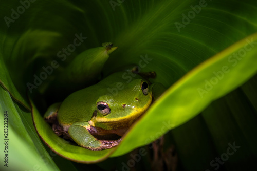 Squirrel Tree Frog nestled down in a large green curled leaf.