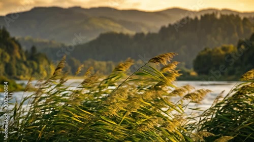 Riverbank reeds and distant mountain dusk scenery