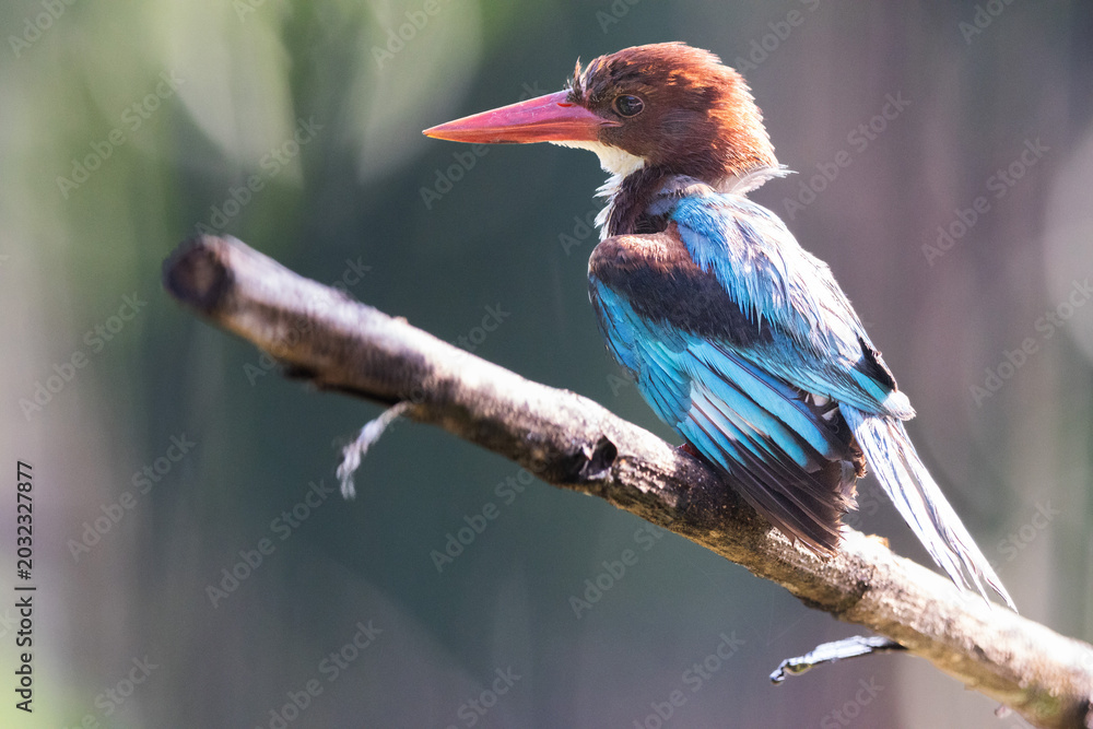 Ταπετσαρία A vibrant White-throated Kingfisher (Halcyon smyrnensis) perched on a weathered branch against a soft green background