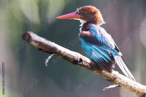Tableau sur toile A vibrant White-throated Kingfisher (Halcyon smyrnensis) perched on a weathered branch against a soft green background