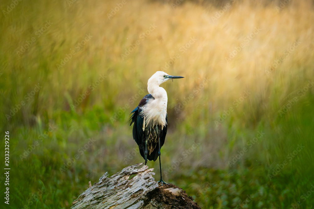 Obraz premium White-necked Heron perched on a log in a wetland field