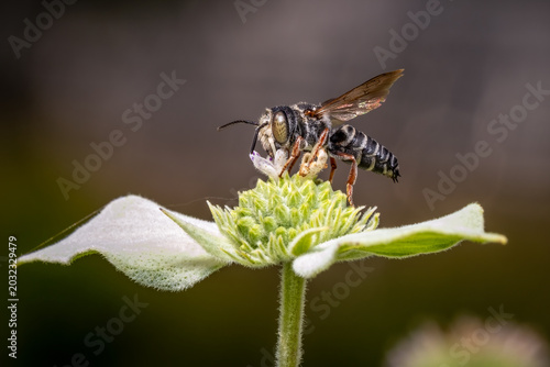 An Eight-toothed Cuckoo Leaf-cutter Bee visits a bloom of a Clustered Mountain Mint.