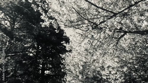 モノクロームの桜吹雪