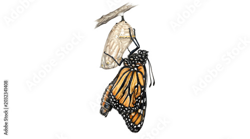Butterfly Just Emerged from Chrysalis – Wet Wrinkled Wings Isolated on White Background