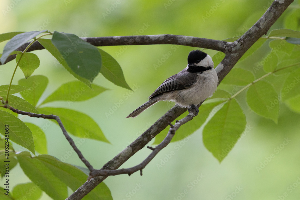Obraz premium Chickadee on a branch