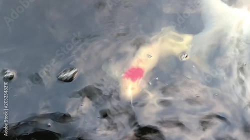 Closeup of koi fish swimming in a pond, relieves stress, lowers blood pressure, and slows heart rate. Mental relaxation