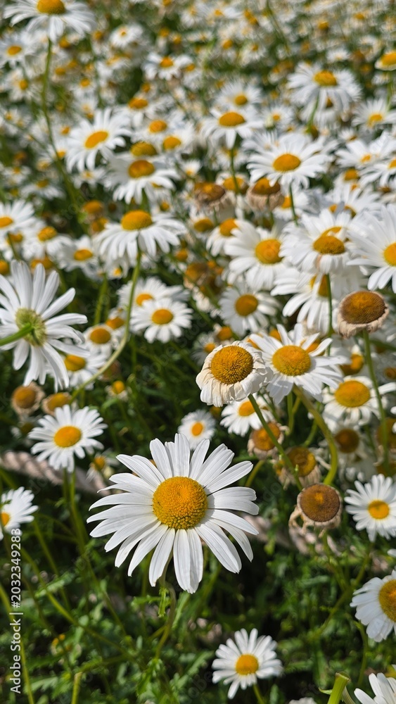 Obraz premium daisies in a field