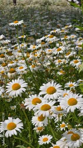 field of daisies