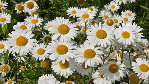 field of daisies
