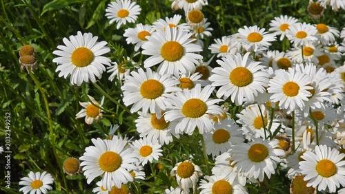 field of daisies