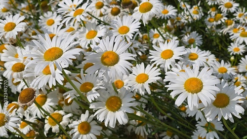 field of daisies
