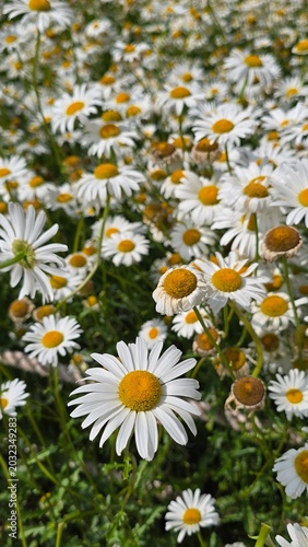 daisies in a field