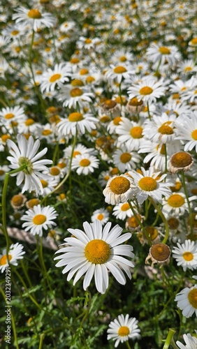 daisies in a field