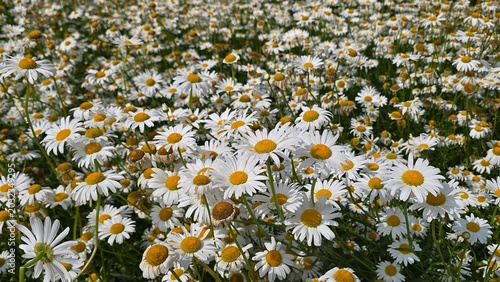 field of daisies