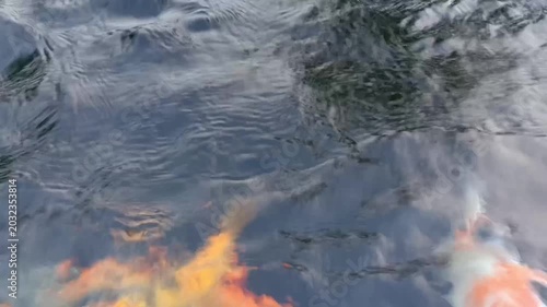 Closeup of koi fish swimming in a pond, relieves stress, lowers blood pressure, and slows heart rate. Mental relaxation