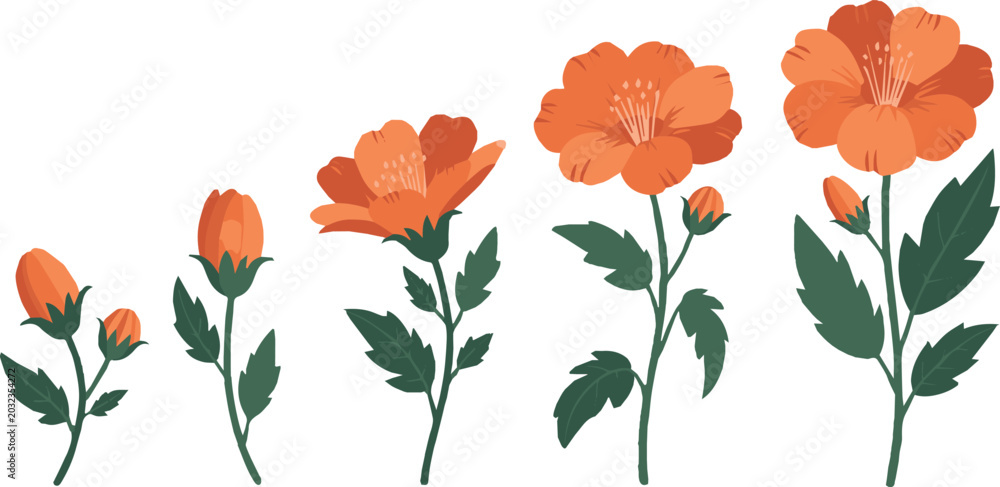 Fototapeta premium flower growth stages illustration bud to full bloom sequence