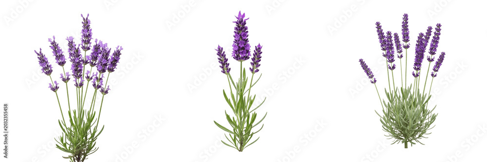 Fototapeta premium Lavender plant, Lavandula angustifolia, Lamiaceae family, aromatic medicinal herb profile, purple floral spikes verticillasters, narrow linear leaves square stem, perennial subshrub botanical asset