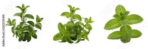 Foto Mint plant, Mentha piperita, Lamiaceae family, aromatic culinary medicinal herb
