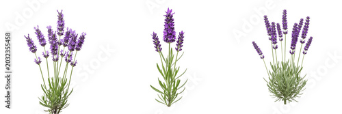 Foto Lavender plant, Lavandula angustifolia, Lamiaceae family, aromatic medicinal her